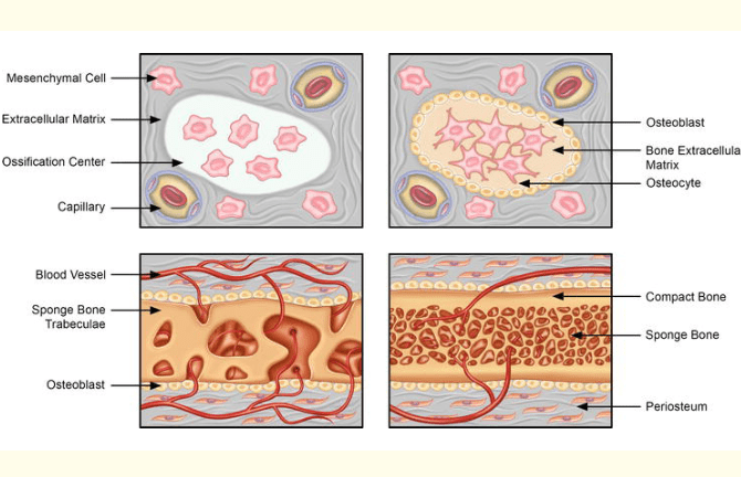 骨骼發育與骨生成（Osteogenesis）