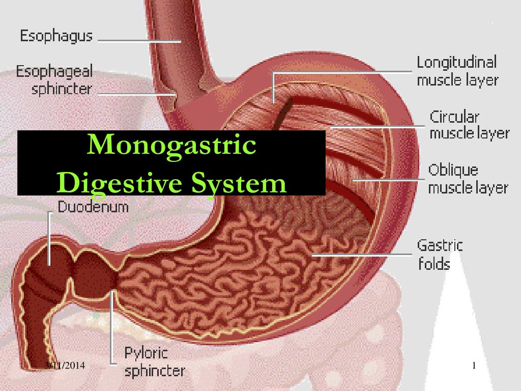 消化系統（Digestive System）